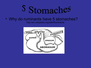 Research
• Why do ruminants have 5 stomaches?
http://en.wikipedia.org/wiki/Ruminants
 