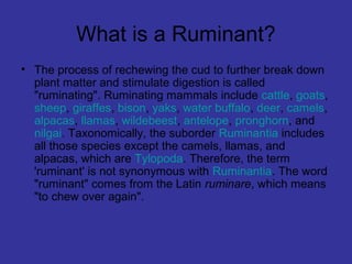 What is a Ruminant?
• The process of rechewing the cud to further break down
plant matter and stimulate digestion is called
"ruminating". Ruminating mammals include cattle, goats,
sheep, giraffes, bison, yaks, water buffalo, deer, camels,
alpacas, llamas, wildebeest, antelope, pronghorn, and
nilgai. Taxonomically, the suborder Ruminantia includes
all those species except the camels, llamas, and
alpacas, which are Tylopoda. Therefore, the term
'ruminant' is not synonymous with Ruminantia. The word
"ruminant" comes from the Latin ruminare, which means
"to chew over again".
 
