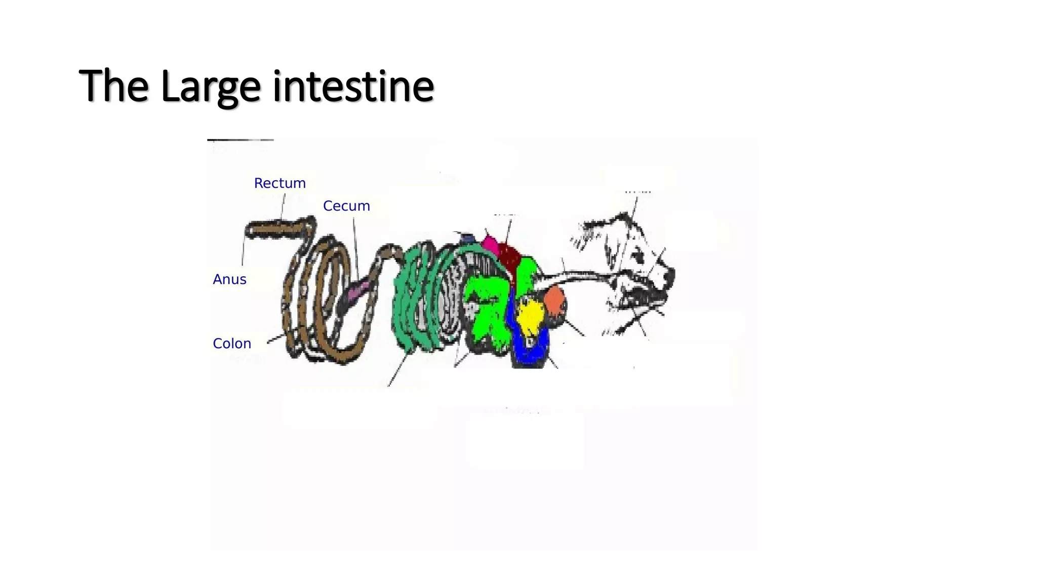 The Large intestine