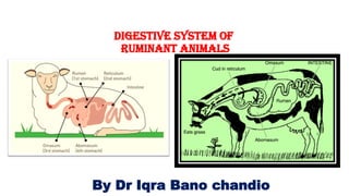 digestive system of
ruminant animals
By Dr Iqra Bano chandio
 