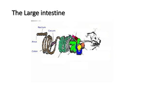 The Large intestine
 