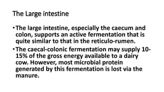 The Large intestine
•The large intestine, especially the caecum and
colon, supports an active fermentation that is
quite similar to that in the reticulo-rumen.
•The caecal-colonic fermentation may supply 10-
15% of the gross energy available to a dairy
cow. However, most microbial protein
generated by this fermentation is lost via the
manure.
 