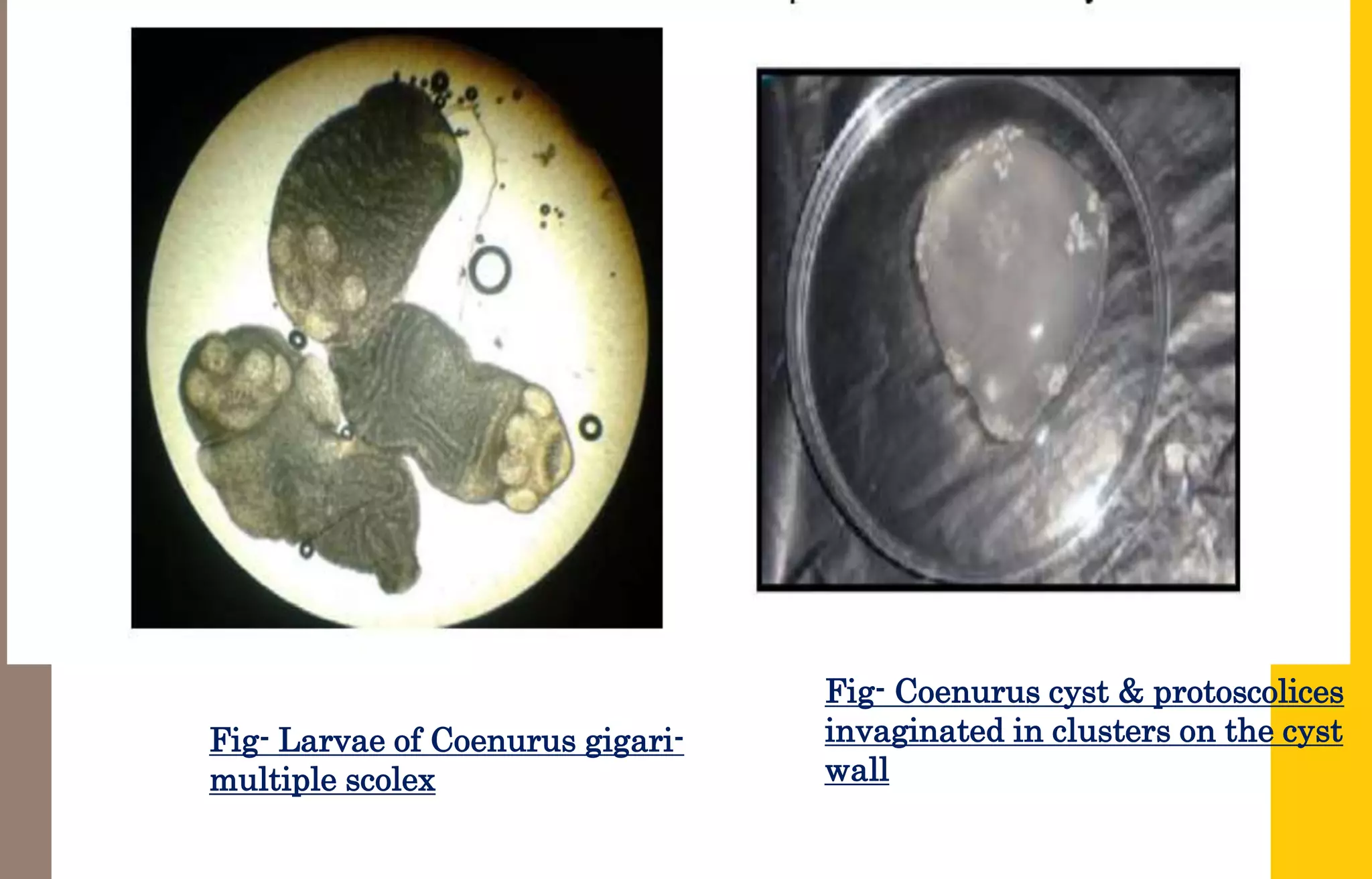 Ruminants tapeworm.pptx