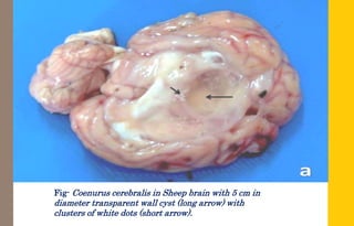 Ruminants tapeworm.pptx