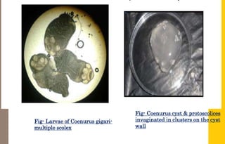 Ruminants tapeworm.pptx