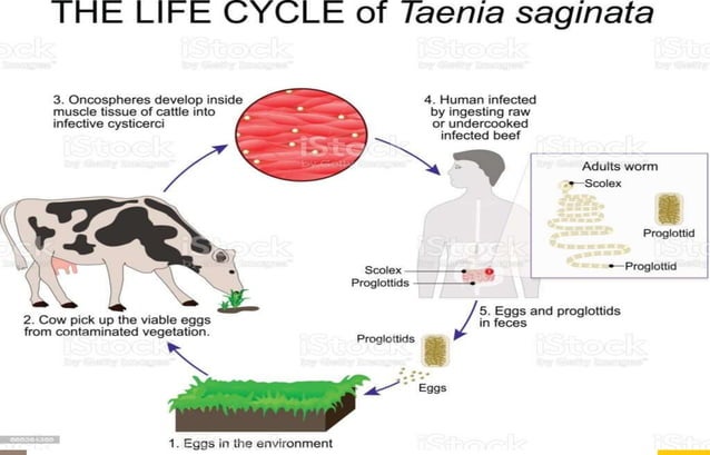 Ruminants tapeworm.pptx