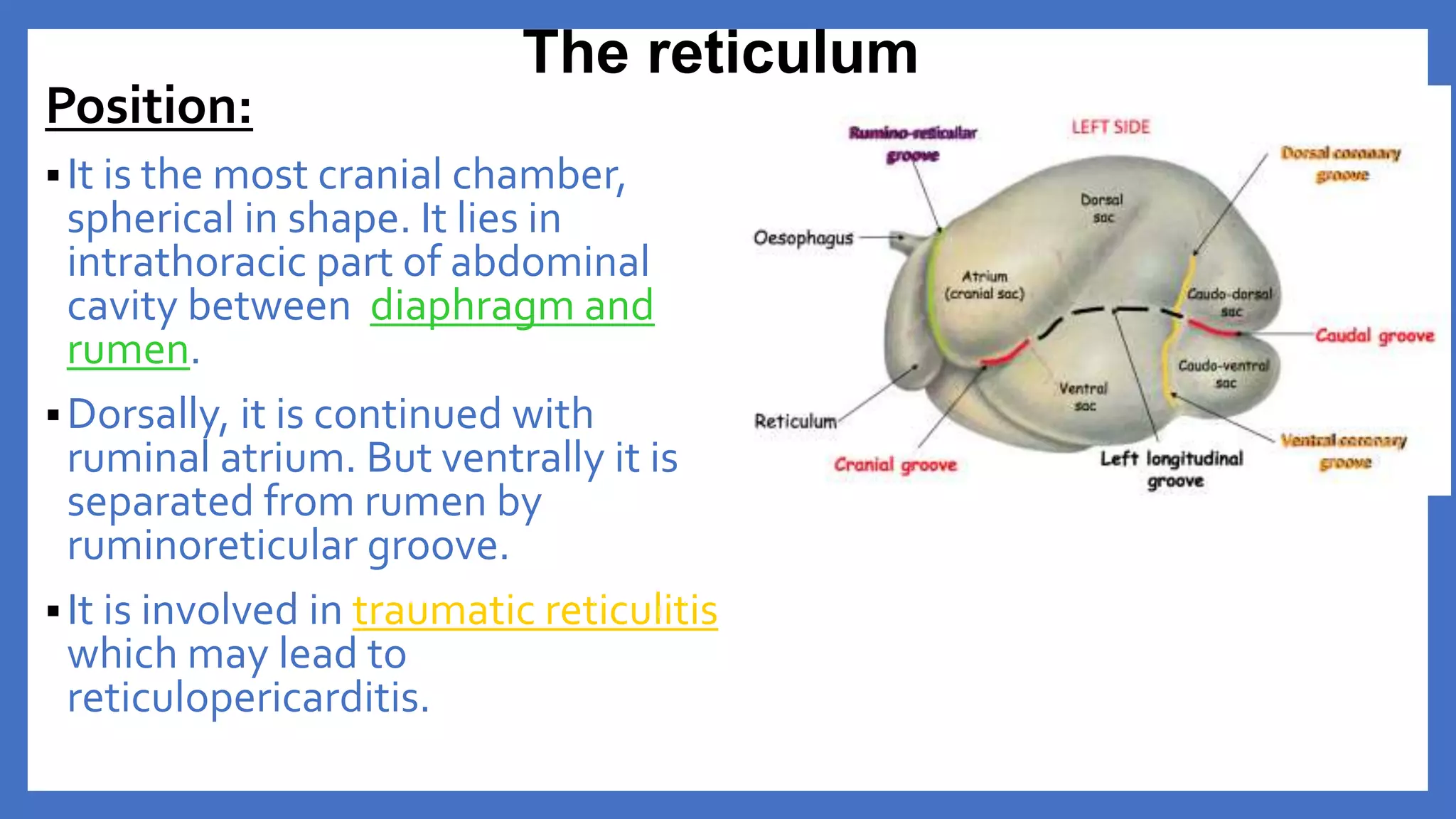 Anatomy of the Ruminant Stomach | PPTX