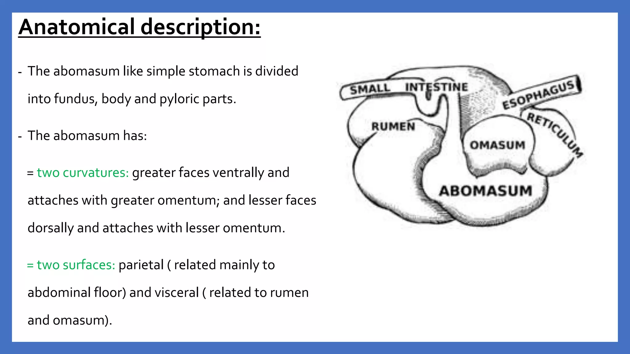 Anatomy of the Ruminant Stomach | PPTX