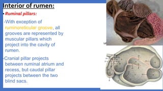 Anatomy of the Ruminant Stomach | PPTX