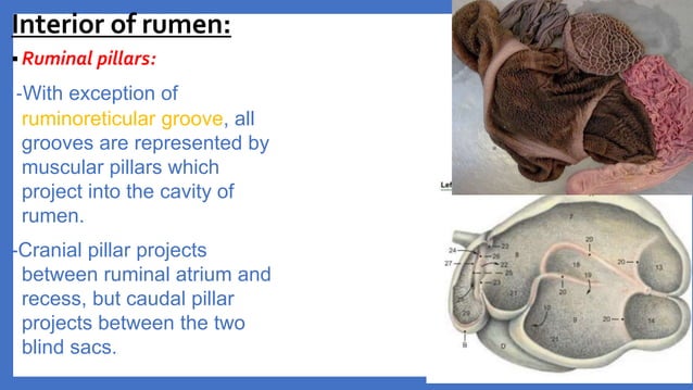 Anatomy of the Ruminant Stomach | PPTX | Food & Drink