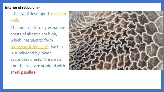 Anatomy of the Ruminant Stomach