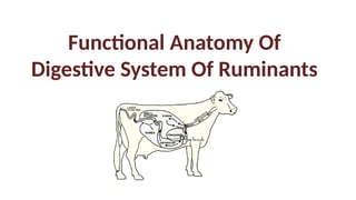 Small Ruminants Anatomy functional anatomy of digestive system of ruminants.pptx