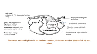 functional anatomy of digestive system of ruminants.pptx