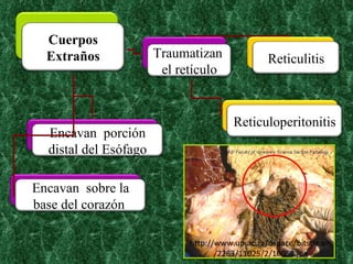Traumatizan  el retículo Cuerpos Extraños Reticulitis Reticuloperitonitis Encavan  porción distal del Esófago Encavan  sobre la base del corazón  http://www.up.ac.za/dspace/bitstream/2263/11025/2/10052.jpg 