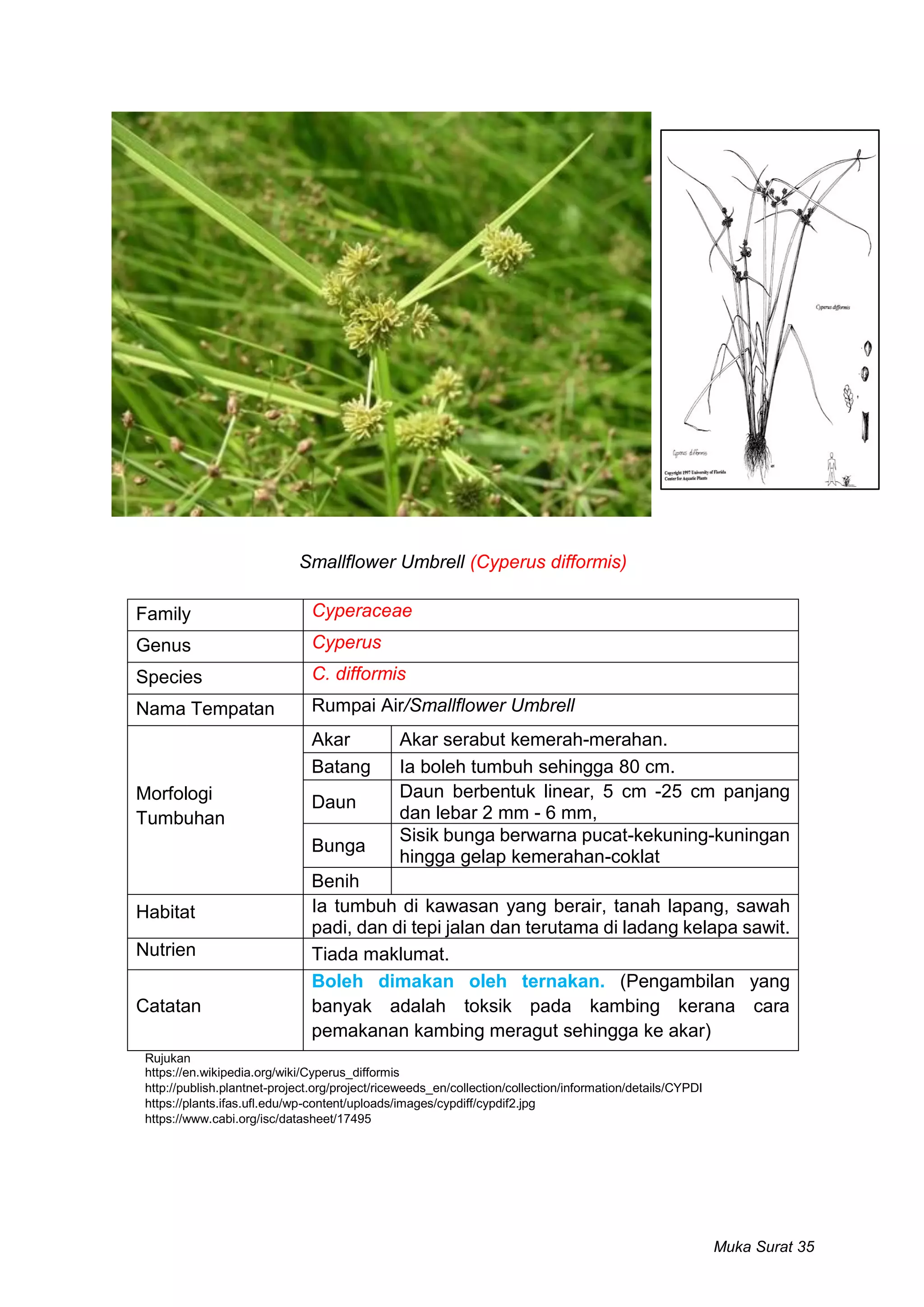 Contoh Rumput Rumpai Rumpai di Bawah Kelapa Sawit | PDF