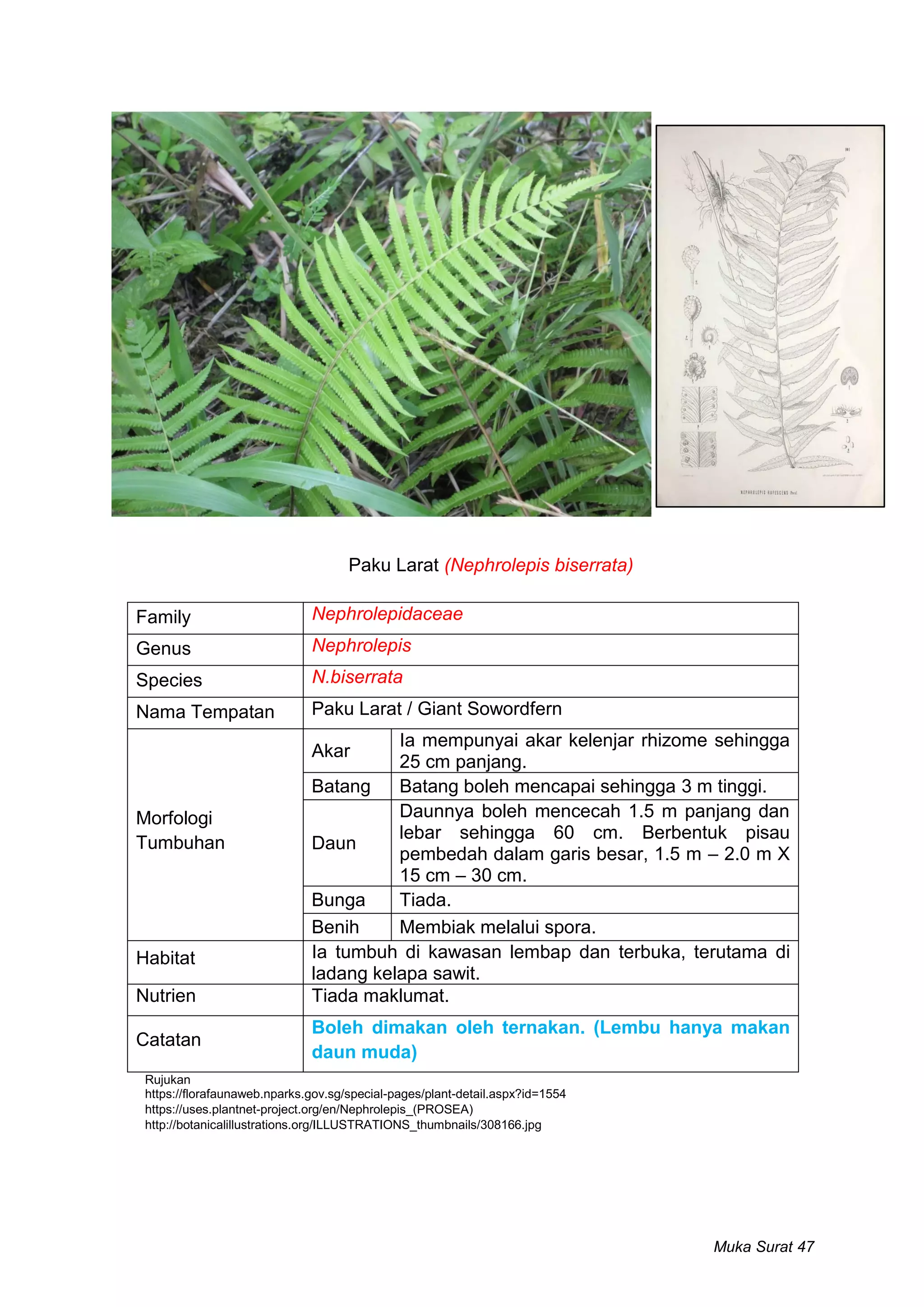 Rumpai di Bawah Kelapa Sawit | PDF