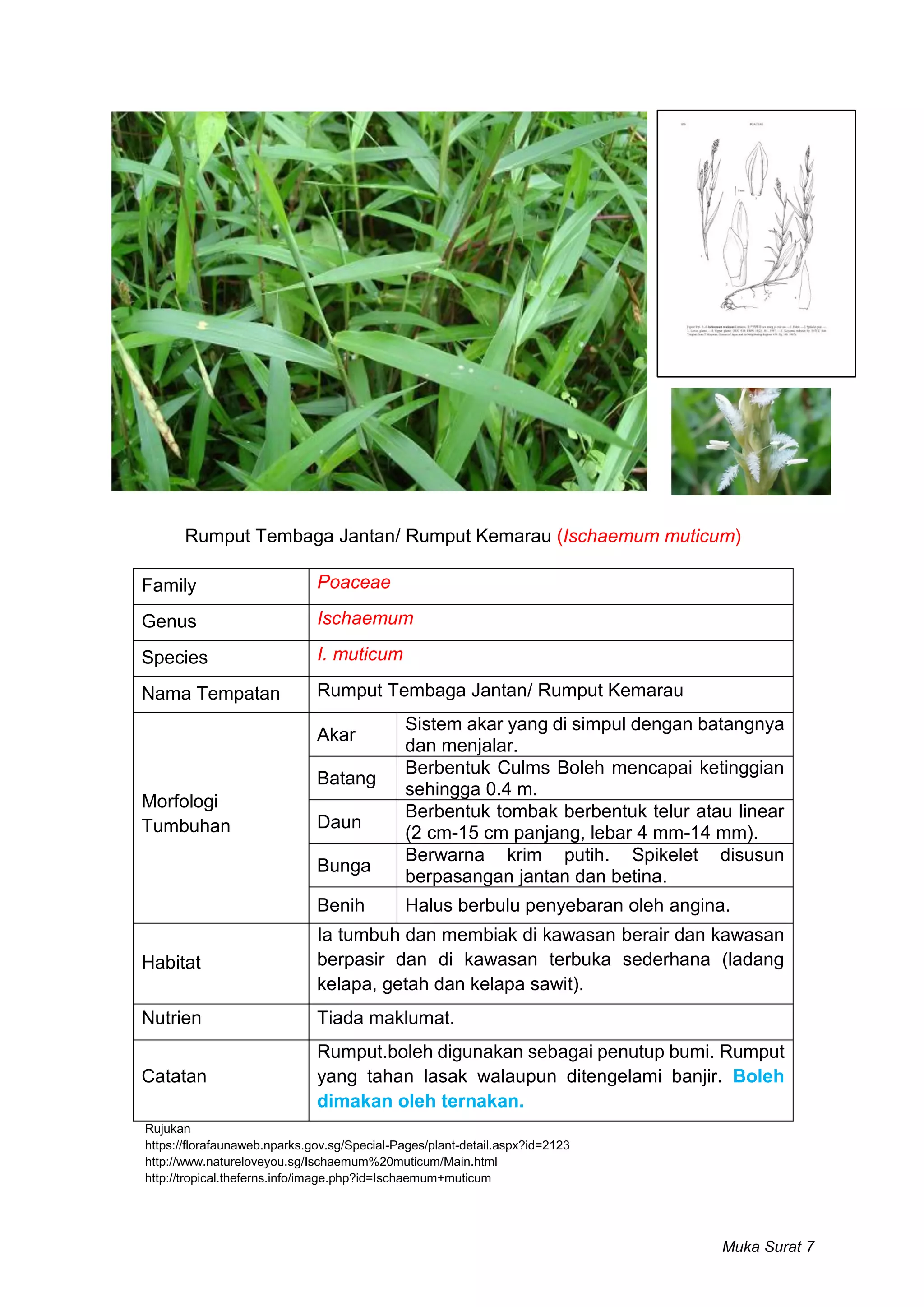 Briofit Rumpai Rumpai di Bawah Kelapa Sawit | PDF