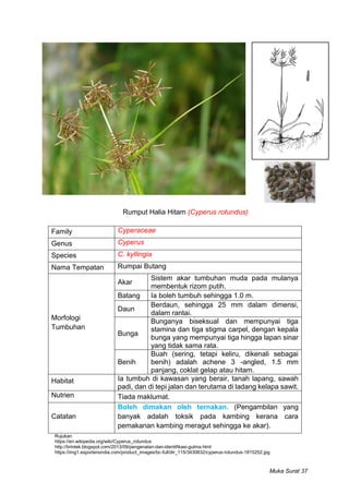 Contoh Rumput Rumpai Rumpai di Bawah Kelapa Sawit | PDF