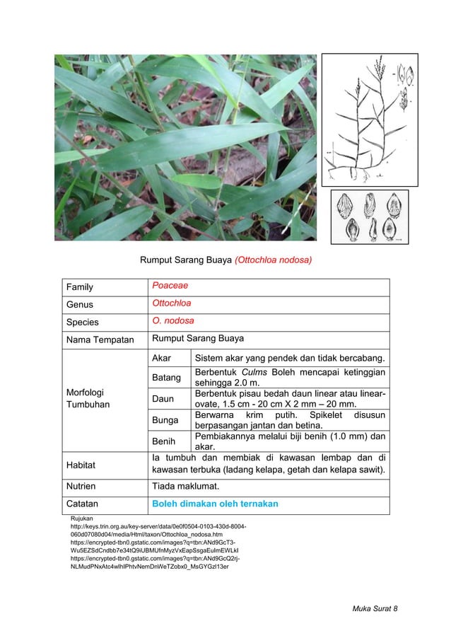 Contoh Rumput Rumpai Rumpai di Bawah Kelapa Sawit | PDF