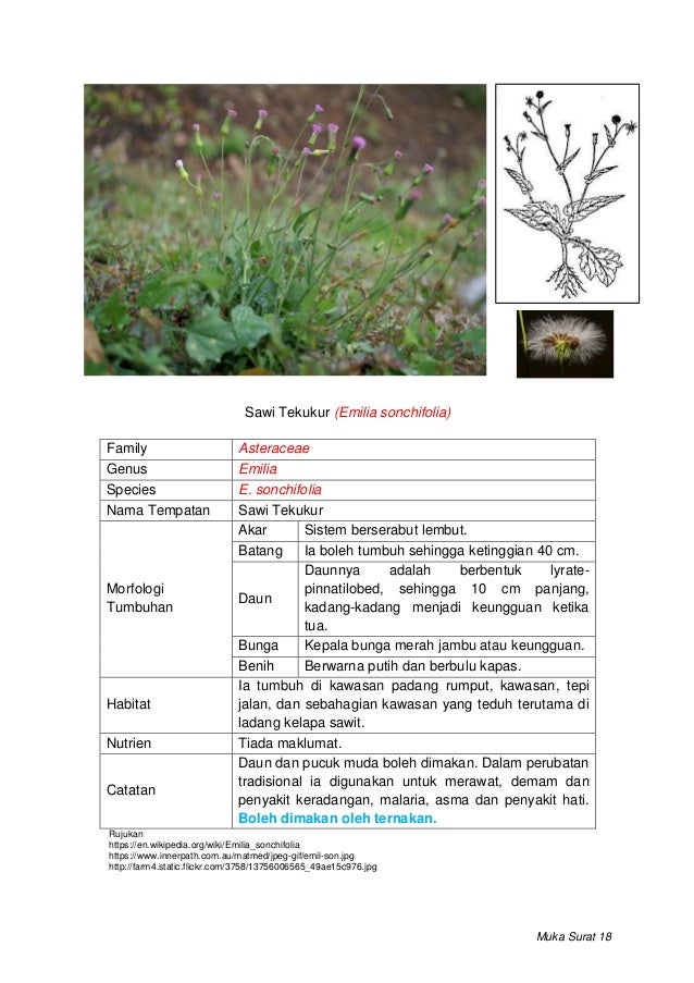 Rumpai di bawah kelapa sawit 2019.docx
