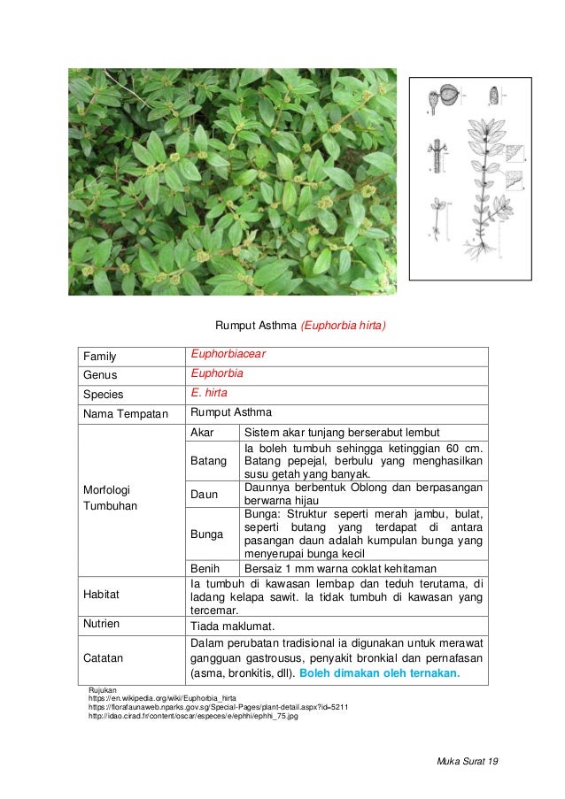 Rumpai di bawah kelapa sawit 2019.docx