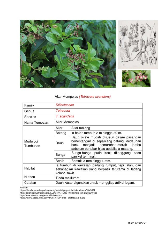 Rumpai Di Bawah Kelapa Sawit 2019 Docx