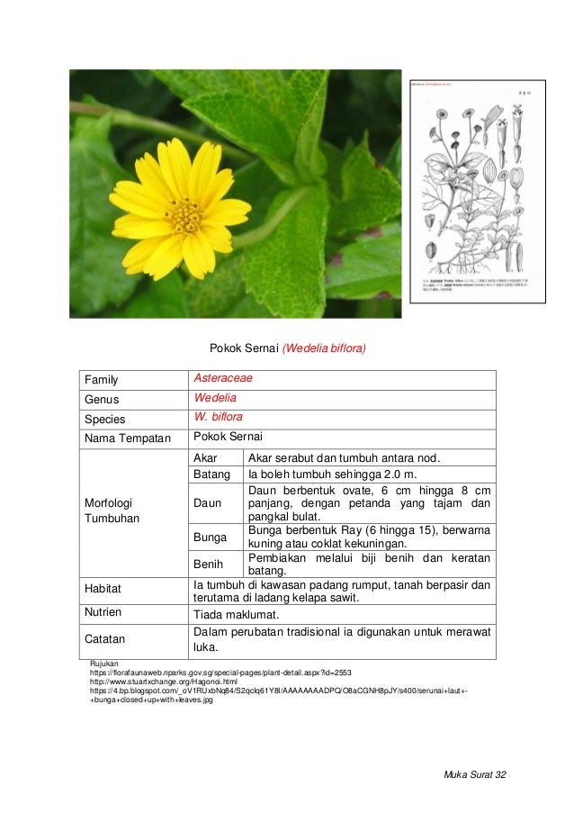 Rumpai di bawah kelapa sawit 2019.docx