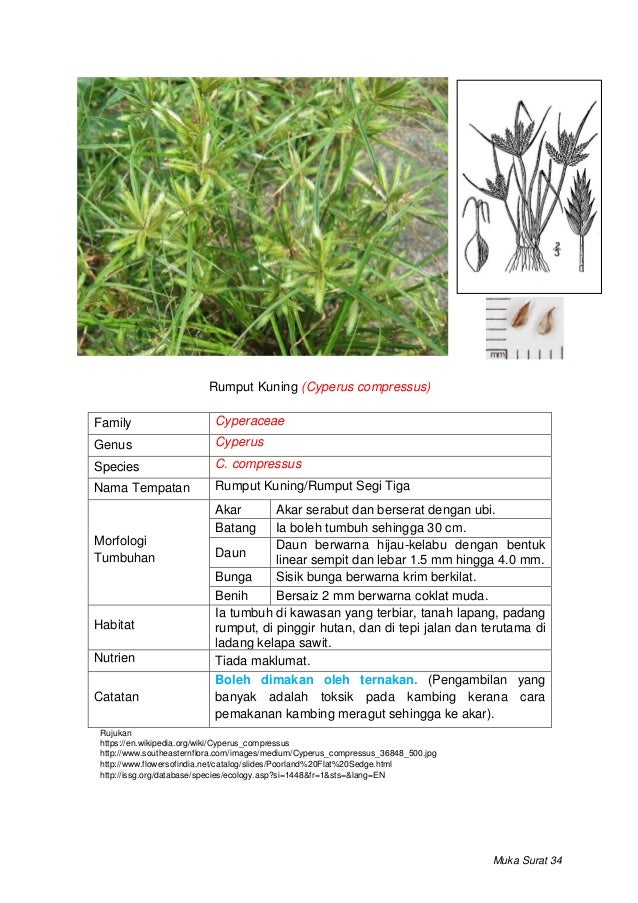 Rumpai di bawah kelapa sawit 2019.docx
