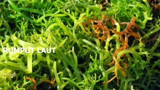 Sample Rumput Laut Rumput Laut sebagai bahan baku makanan.pptx