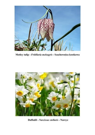 Motley tulip - Fritillaria meleagris - Szachownica kostkowa




           Daffodil - Narcissus stellaris - Narcyz
 
