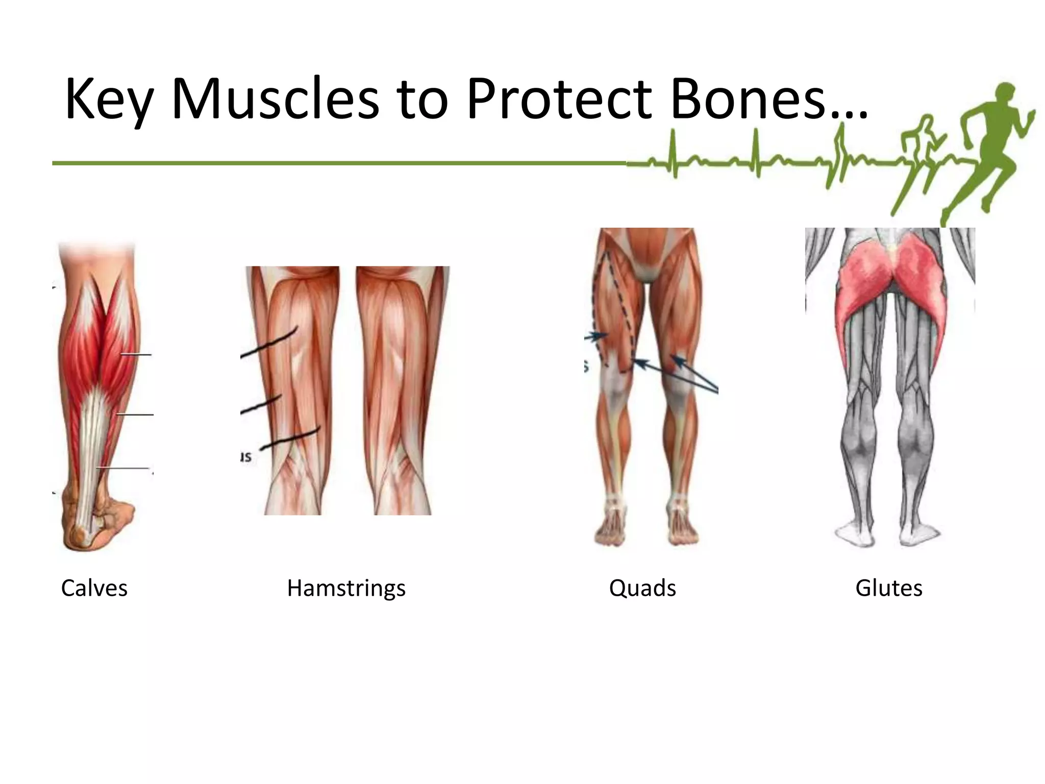 Key Muscles to Protect Bones…
Calves Hamstrings Quads Glutes
 