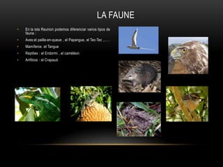 LA FAUNE
• En la ista Reunion podemos diferenciar varios tipos de
fauna :
• Aves:el paille-en-queue , el Papangue, el Tec-Tec ,… .
• Mamíferos :el Tangue
• Reptiles : el Endormi , el caméléon
• Anfibios : el Crapaud.
 