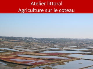 Atelier littoral
Agriculture sur le coteau
 