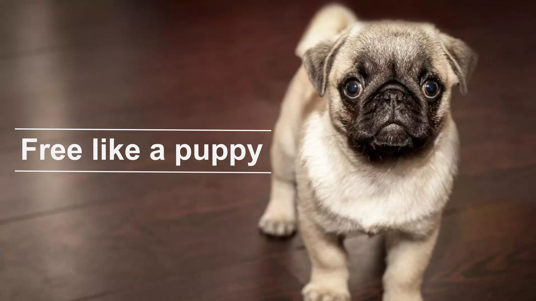 © Proximity 2015 Free like a puppy 