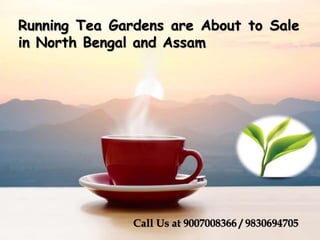 Running Tea Gardens are About to Sale
in North Bengal and Assam
Call Us at 9007008366 / 9830694705
 