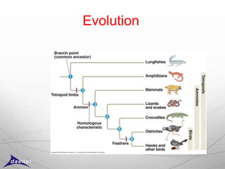 Evolution
 