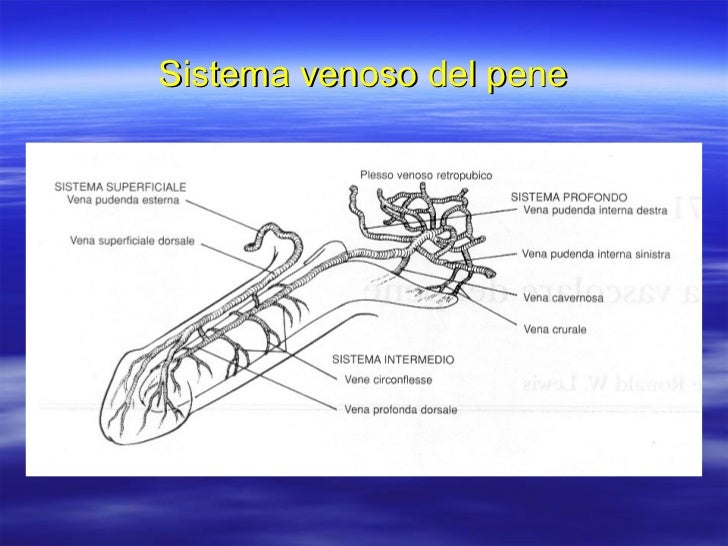Le Canne Influiscono Sull Erezione La chirurgia nella terapia della disfunzione erettile