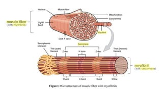 Meat Muscle Moving Microstructure of muscle and its role in meat tenderness | PPTX