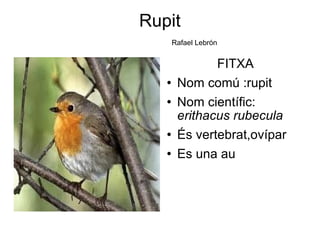 Rupit   Rafael Lebrón ,[object Object],[object Object],[object Object],[object Object],[object Object]
