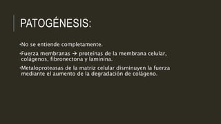 PATOGÉNESIS:
•No se entiende completamente.
•Fuerza membranas  proteínas de la membrana celular,
colágenos, fibronectona y laminina.
•Metaloproteasas de la matriz celular disminuyen la fuerza
mediante el aumento de la degradación de colágeno.
 