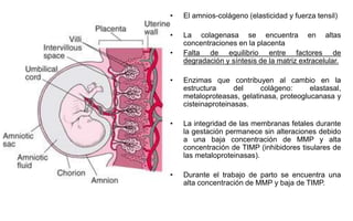• El amnios-colágeno (elasticidad y fuerza tensil)
• La colagenasa se encuentra en altas
concentraciones en la placenta
• Falta de equilibrio entre factores de
degradación y síntesis de la matriz extracelular.
• Enzimas que contribuyen al cambio en la
estructura del colágeno: elastasal,
metaloproteasas, gelatinasa, proteoglucanasa y
cisteinaproteinasas.
• La integridad de las membranas fetales durante
la gestación permanece sin alteraciones debido
a una baja concentración de MMP y alta
concentración de TIMP (inhibidores tisulares de
las metaloproteinasas).
• Durante el trabajo de parto se encuentra una
alta concentración de MMP y baja de TIMP.
 