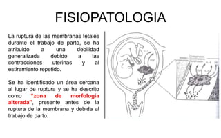 FISIOPATOLOGIA
La ruptura de las membranas fetales
durante el trabajo de parto, se ha
atribuido a una debilidad
generalizada debido a las
contracciones uterinas y al
estiramiento repetido.
Se ha identificado un área cercana
al lugar de ruptura y se ha descrito
como “zona de morfología
alterada”, presente antes de la
ruptura de la membrana y debida al
trabajo de parto.
 