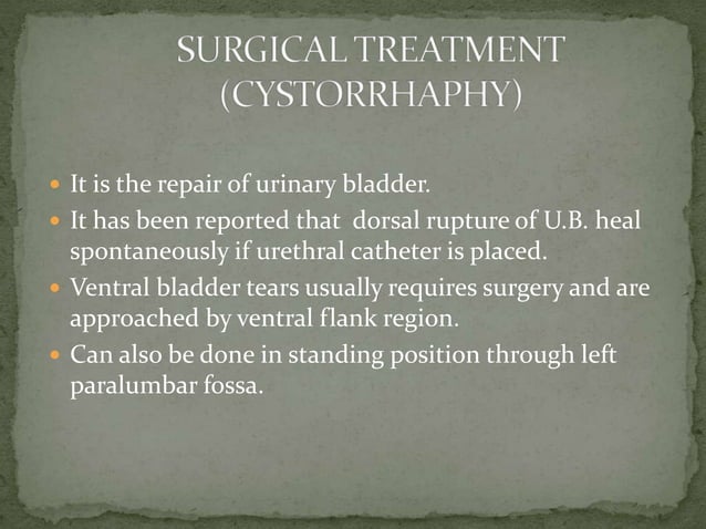 Rupture of urinary bladder in large animals copy (2) | PPTX | Digestive ...
