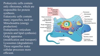 In-Depth Comparison of Prokaryotic and Eukaryotic Cell Structures and ...
