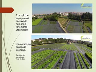 Exemplo de
espaço rural
encravado
num meio
fortemente
urbanizado.
Um campo de
ocupação
intensiva.
Cantinho das
aromáticas,
V.N. de Gaia
 