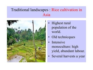 Traditional landscapes : Rice cultivation in
Asia
• Highest rural
population of the
world.
• Old technicques
• Intensive
monoculture: high
yield, abundant labour.
• Several harvests a year
 