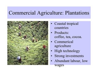 Commercial Agriculture: Plantations
• Coastal tropical
countries
• Products:
coffee, tea, cocoa.
• Commerical
agriculture
• High technology
• Strong investments
• Abundant labour, low
wages
 