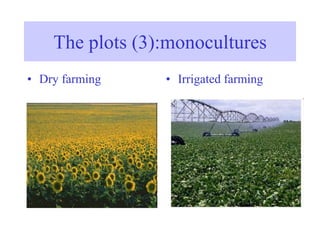 The plots (3):monocultures
• Dry farming • Irrigated farming
 