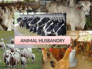ANIMAL HUSBANDRY
 