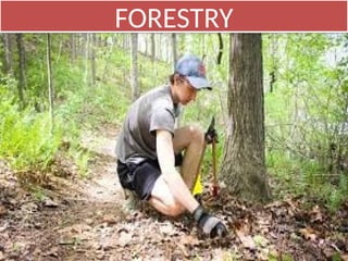 FORESTRY
 